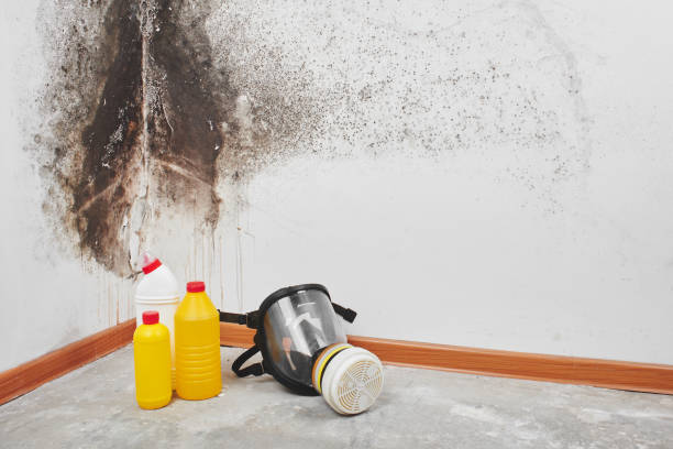 Best Residential Mold Removal  in Springfield, MN