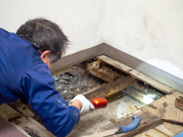 Best Mold Testing  in Springfield, MN