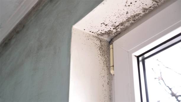 Best Residential Mold Removal  in Springfield, MN