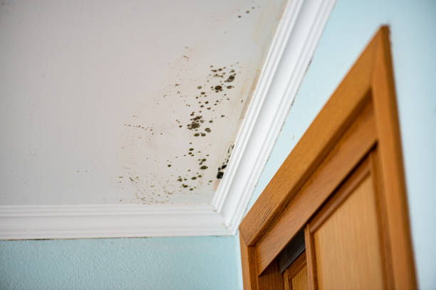 Best Home Mold Removal  in Springfield, MN