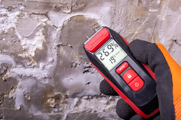 Professional Mold Removal in Springfield, MN