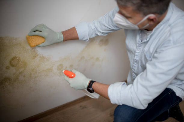 Crawl Space Mold Removal in Springfield, MN