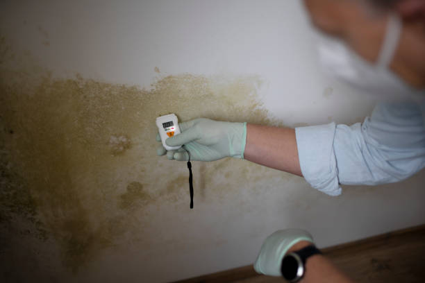 Best Mold Damage Repair  in Springfield, MN