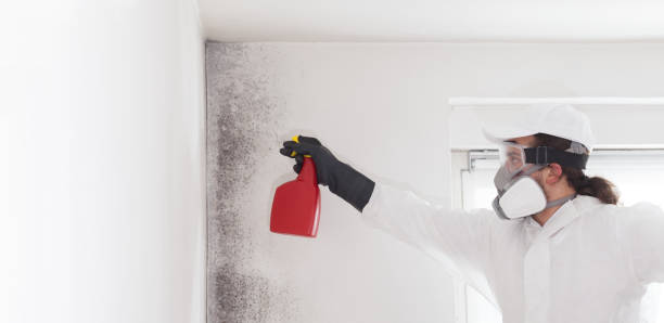 Best Affordable Mold Removal  in Springfield, MN