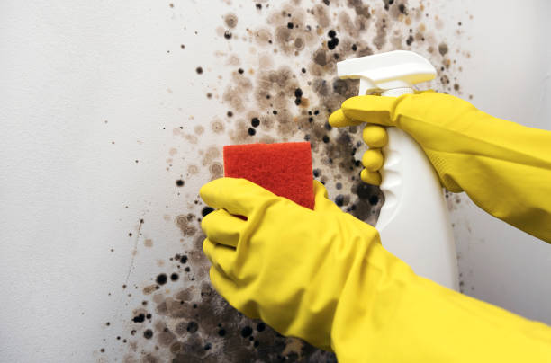 Best Crawl Space Mold Removal  in Springfield, MN