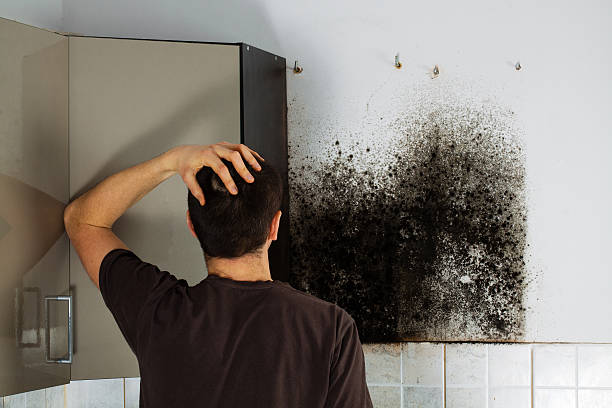 Best Attic Mold Removal  in Springfield, MN