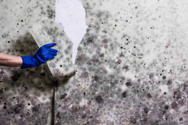 Best Mold Testing and Removal  in Springfield, MN