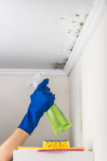 Best Mold Damage Repair  in Springfield, MN