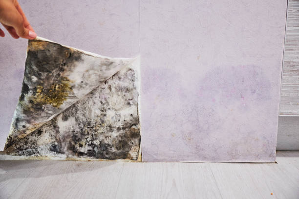 Best Same-Day Mold Removal  in Springfield, MN